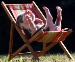 pig-in-lawn-chair-300x247